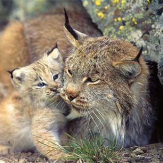 Bio parco abruzzo